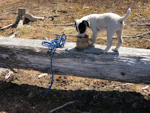 Small Dogs and Puppies!