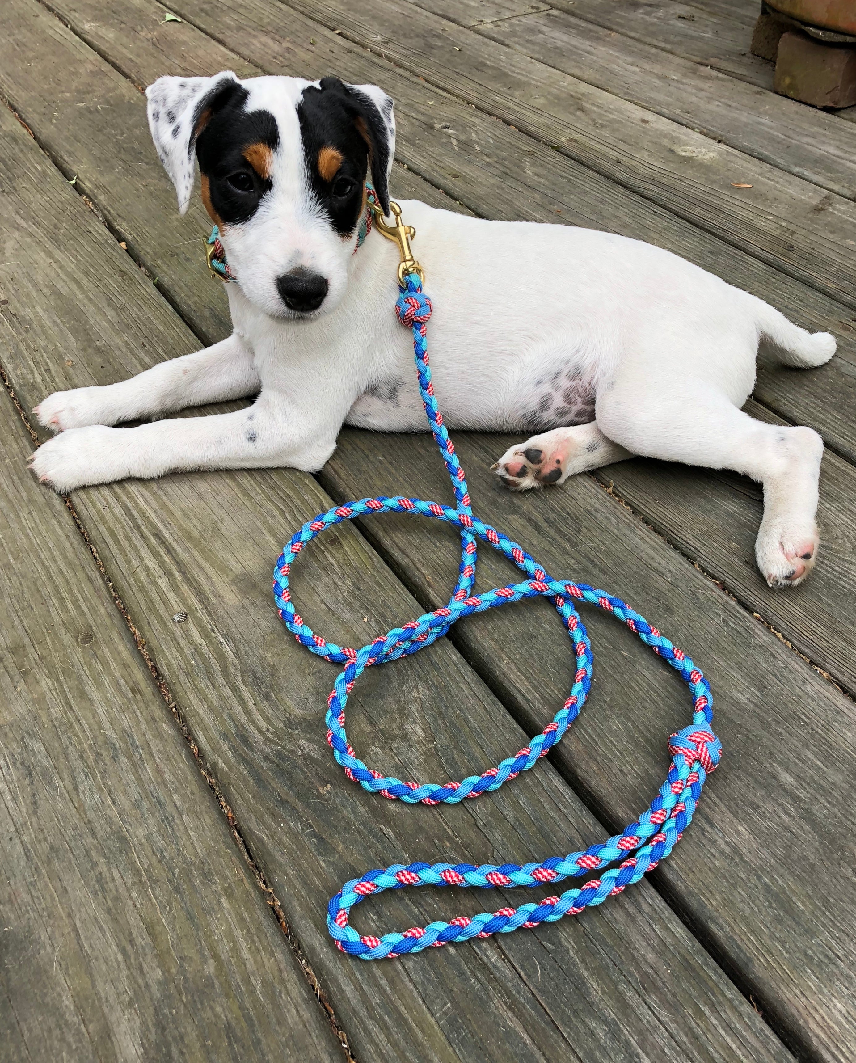 County Fair for Small Dogs and Puppies